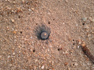 Blue Button in the sand.