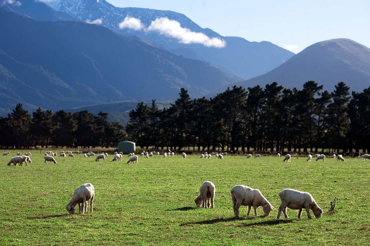 https://en.wikipedia.org/wiki/Agriculture_in_New_Zealand#/media/File:New_Zealand_-_Rural_landscape_-_9795.jpg
